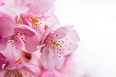 Japon sakura çiçek, kiraz çiçek