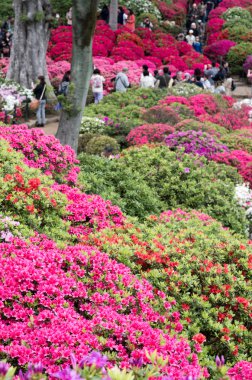 açelya nezu Tapınak, tokyo, Japonya