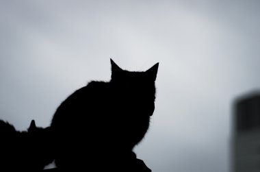 bir siluet kedi kasaba