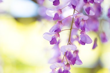 Wisteria Kameido Tapınak, tokyo, Japonya