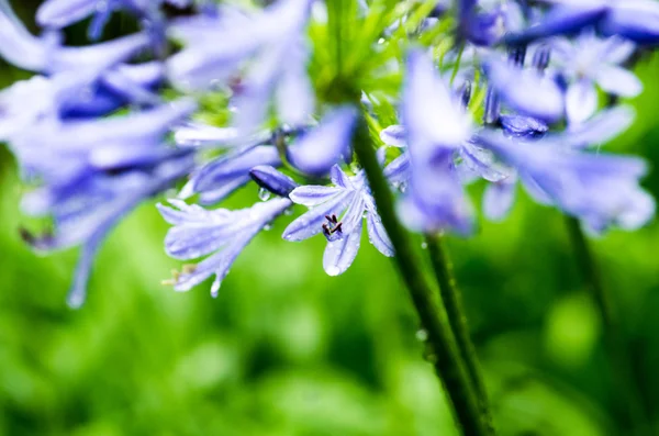 African lily Agapanthus flower — Stock Photo, Image