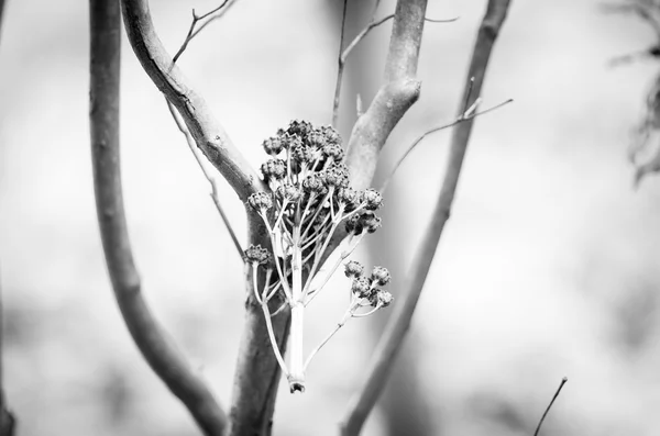 Hortensia vissnade blomman — Stockfoto