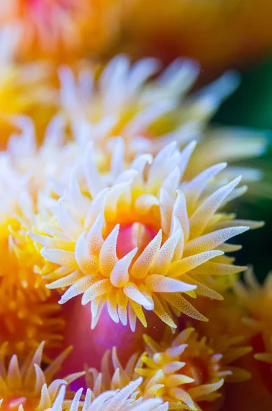 güzel bir deniz anemon