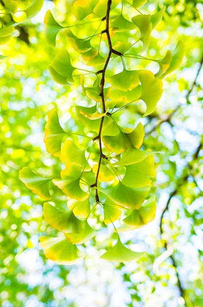 Hermosas hojas de ginkgo verde —  Fotos de Stock