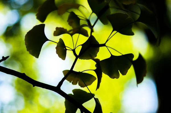 Una silhouette foglie di ginkgo — Foto Stock