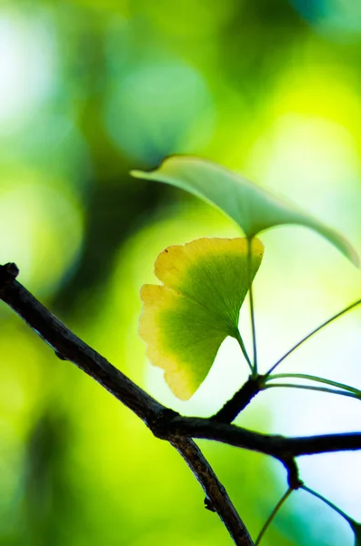 Un ginkgo vert feuilles — Photo