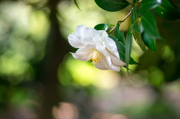 Une belle fleur de camélia — Photo