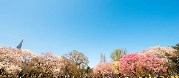 Shinjuku gyoen park, tokyo, japan — Stockfoto