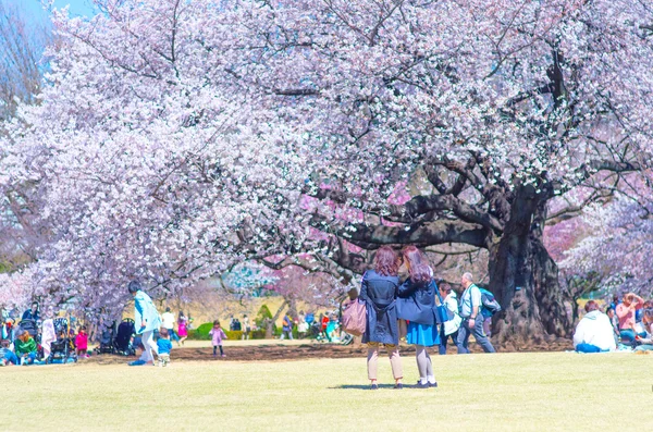 Shinjuku gyoen park,tokyo,japan — Stock Photo, Image