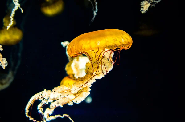 水母在江之岛水族馆，神奈川县，日本 — 图库照片