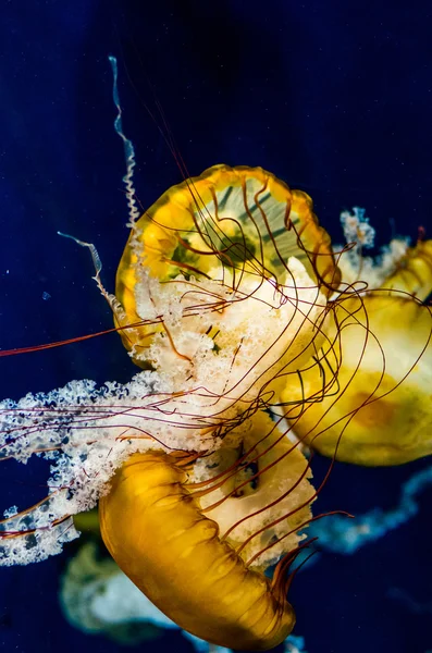 Maneter på Enoshima akvarium, kanagawa, japan — Stockfoto