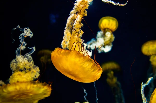 Maneter på Enoshima akvarium, kanagawa, japan — Stockfoto