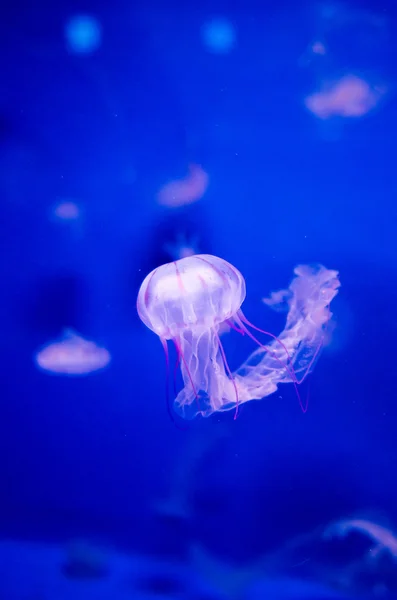 Denizanası Enoshima akvaryum, kanagawa, Japonya