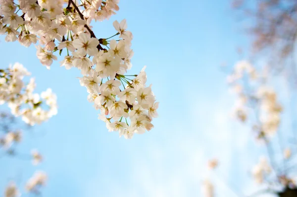 Flor de sakura japonesa, flor de cerezo — Foto de Stock