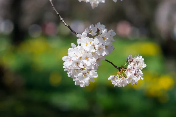Квітка, Вишневе цвітіння японської сакури — стокове фото