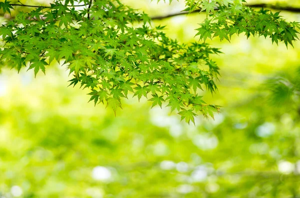 Hojas verdes de arce japonés —  Fotos de Stock