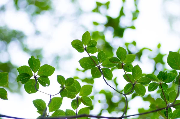 Una primavera foglie verdi — Foto Stock