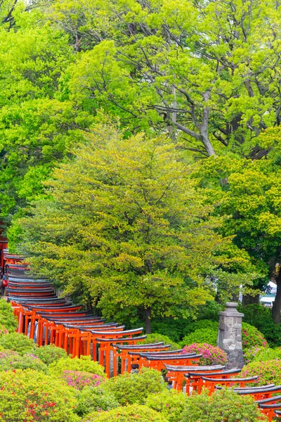 日本东京新津神社的杜鹃 — 图库照片