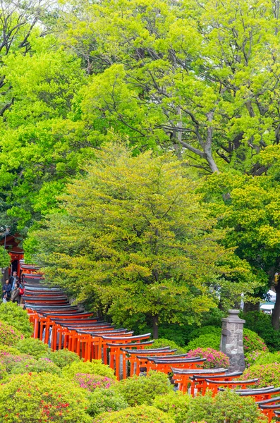 日本东京新津神社的杜鹃 — 图库照片