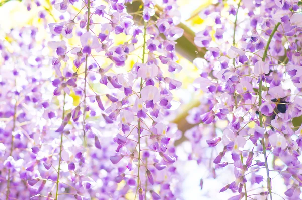 Wistárie na Kameido svatyně, tokyo, Japonsko — Stock fotografie