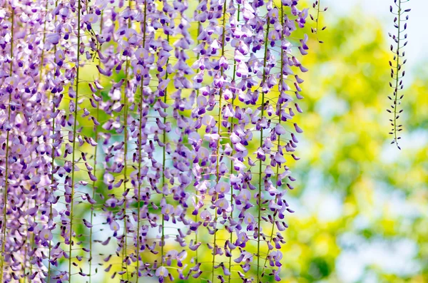 Blauweregen bij Kameido heiligdom, tokyo, japan — Stockfoto