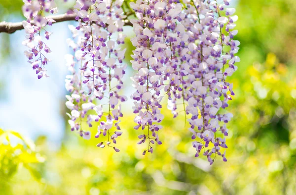 Blauweregen bij Kameido heiligdom, tokyo, japan — Stockfoto