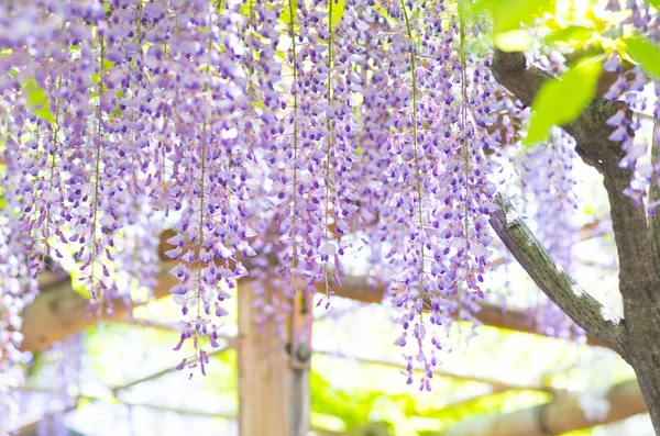 Blauweregen bij Kameido heiligdom, tokyo, japan — Stockfoto