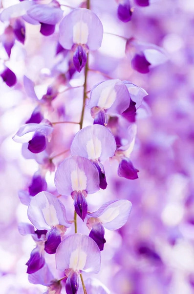 Wisteria en Kameido shrine, tokyo, japón — Foto de Stock