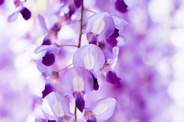 Wisteria en Kameido shrine, tokyo, japón — Foto de Stock