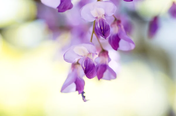 Glyzinien am Kameido-Schrein, Tokio, Japan — Stockfoto