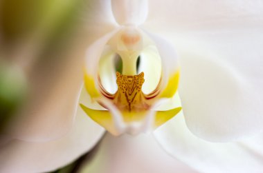 Güzel falaenopsis orkidesi çiçeği