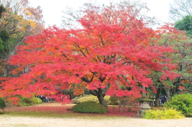 Rikugien Bahçe, tokyo, Japonya