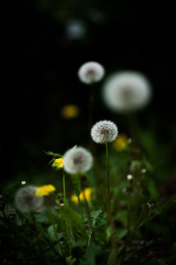 güzel bir karahindiba kabartmak
