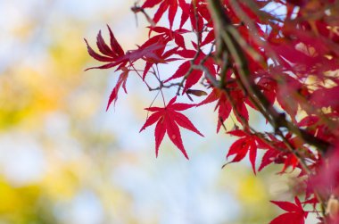 güzel Japon sonbahar yaprakları