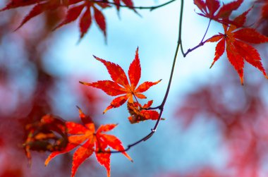 güzel Japon sonbahar yaprakları