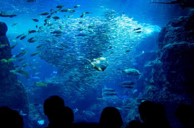 Enoshima akvaryum, kanagawa, Japonya