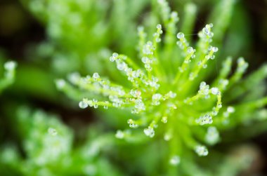 Doğa Yeşil su damlaları