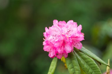 Ormangülü hakone goura park, kanagawa, Japonya