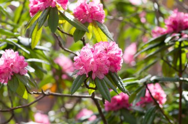 Ormangülü hakone goura park, kanagawa, Japonya