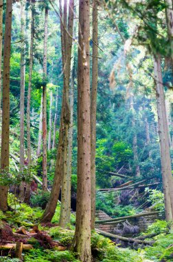 yeşil orman ağaç doğa