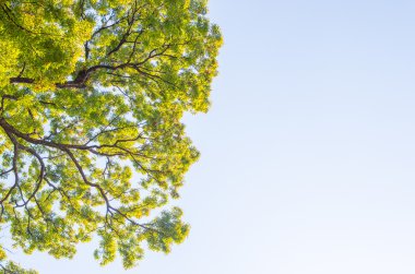 yeşil orman ağaç doğa