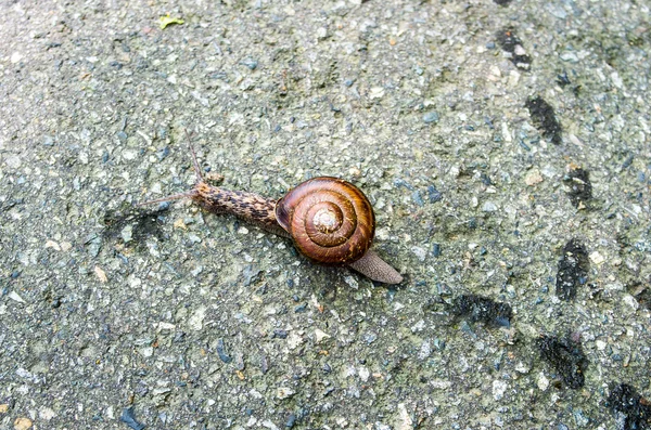 Un escargot, japon — Photo