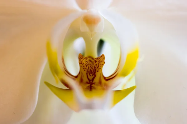 Красива квітка орхідеї Phalaenopsis — стокове фото