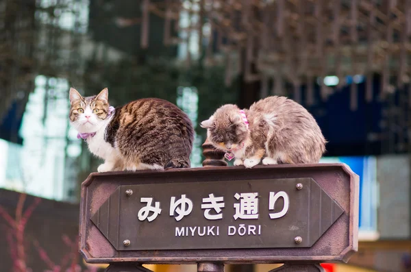 kedi Ginza, tokyo, Japonya