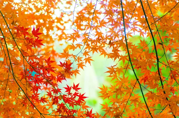 Piękny japoński autumn odchodzi — Zdjęcie stockowe