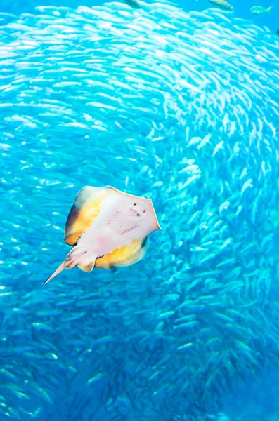 Enoshima aquarium, kanagawa, japan — стоковое фото