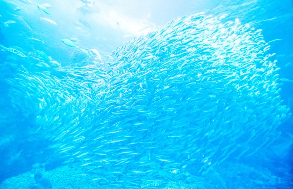 江之岛水族馆，神奈川县日本 — 图库照片