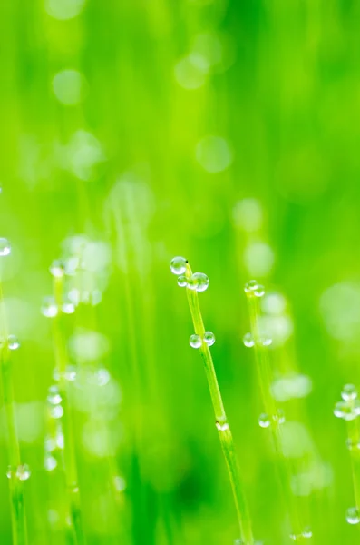 Natureza gotas de água verde — Fotografia de Stock