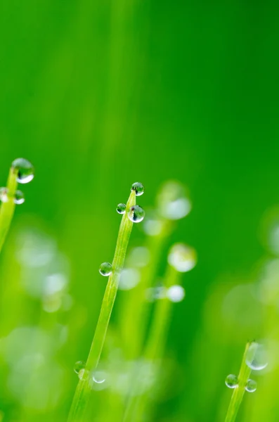 Natureza gotas de água verde — Fotografia de Stock