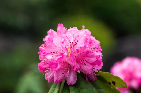 Rhododendron a Hakone Goura Park, Kanagawa, Giappone — Foto Stock